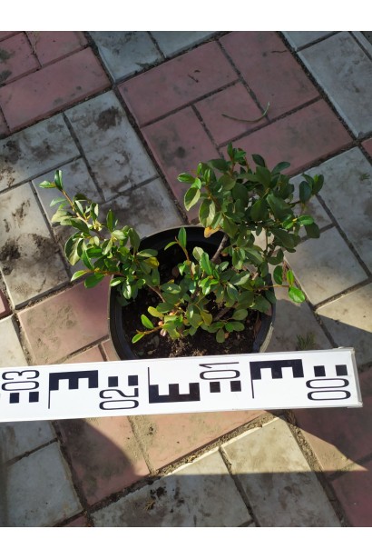 Кизильник Даммера Майор - 3л/вис.5-12см/Ø30-40см